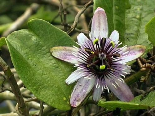Erlenblättrige passionsblume - erlenblÄttrige,
