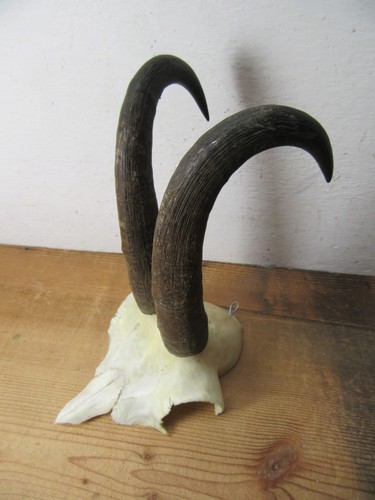 Starke gams gamsbock gämse - gamsbock,