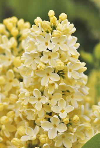 Edelflieder syringa - -,