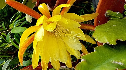 Blattkaktus epiphyllum gelbe - blattkaktus,,