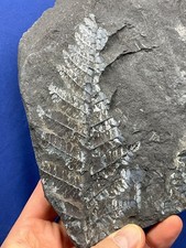 Carboniferous Pflanze Fossil Neuropteris Fossilien Karbon Farn Farn Germany