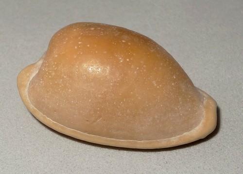 Meeresschnecke cypraea - meeresschnecke,