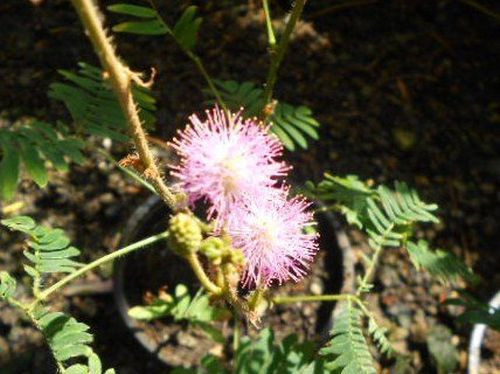 Echte mimose - echte,