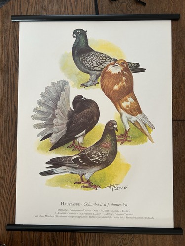 Taube tauben vogel - taube,