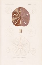 Scutella hexapora Seeigel sea