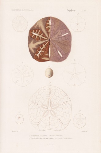 Scutella hexapora seeigel sea - seeigel,