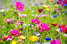 SCHMETTERLINGS MIX Blumensamen Bienen Schmetterlinge Blumenwiese 10m² 🌻🌺