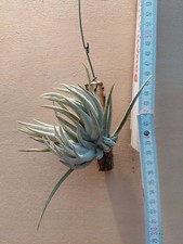 Tillandsia pueblensis, Clump