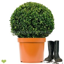 Buchsbaumkugel 'Faulkner'