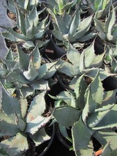 Agave havardiana chisos - agave,