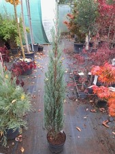 Juniperus Blue Arrow, 150cm+