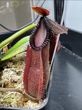 Nepenthes X ‘Smilodon’