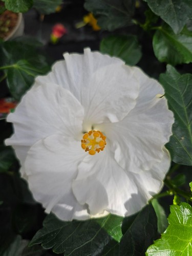 Hibiskus rosa sinensis nicht - -,