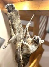 Waschbär tierpräparat - waschbär,
