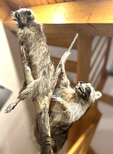 Waschbär tierpräparat - waschbär,