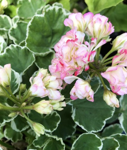 Dänische geranie pelargonium - dänische, geranie~