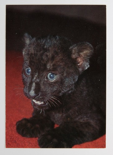 Postkarte tierpark görlitz - postkarte,
