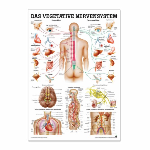 Lehrtafel das vegetative - lehrtafel,