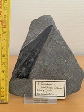 Holzmaden-Fossilien mit Fisch und seltenem Tintenfisch-Schulp