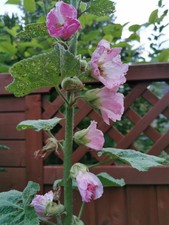 Stockrosen Samen hellrosa, hochwachsend, 30 Stück, 2025 1