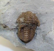Trilobit, Calymene blumenbachi