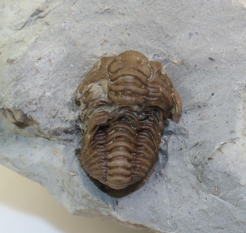 Trilobit calymene blumenbachi - trilobit,,
