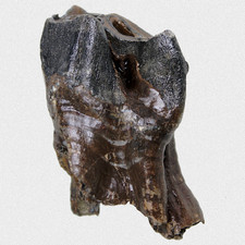 Fossil C. Antiquitatis