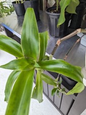 Callisia Fragrans - Basket