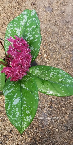 Hoya rhp fungi - hoya, x