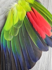 23 cm Handschwinge 💙❤️💚Amazone Räucherfächer Papagei Feder Fächer Flügel Engel