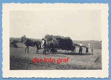 Foto, alte Landwirtschaft, Pferdewagen wird mit Heu beladen, um 1938 !!!
