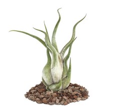 Exotenherz - Tillandsia caput-medusae - lose Pflanze - gross