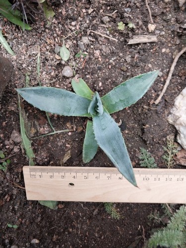 Agave americana je - ,