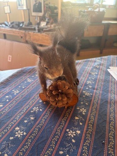 Eichhörnchen präparat - eichhörnchen,