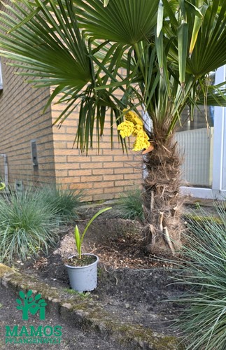 Hanfpalme trachycarpus - hanfpalme, (trachycarpus