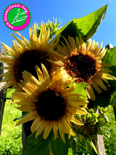 Astra rose sonnenblume - astra,