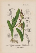 Gelb-Frauenschuh (Cypripedium calceolus) Chromo-Lithographie von 1880 Orchideen