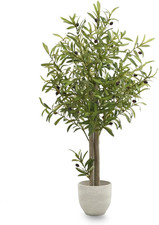 Maia Shop Olivenbaum