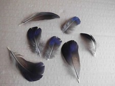 10 blaue  Fasanen Federn vom  Goldfasan  4 - 8  cm, Basteln, Floristik