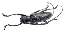 Cerambycidae, Batocera