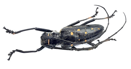 Cerambycidae batocera - cerambycidae,,