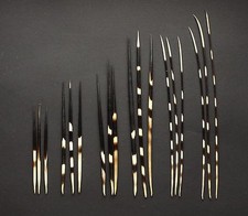 Stachelschweinborsten, Posen Stachelschweinstacheln 15-35 cm lang aus Südafrika 