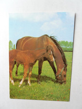 AK Stute mit Fohlen auf Weide Pferd Brauner 1980 horse cheval Deutschland