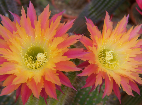 Hybride echinopsis - hybride,
