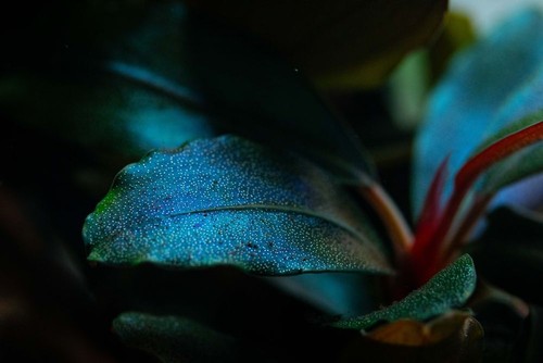 Aquariumpflanze bucephalandra - aquariumpflanze,