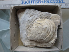 Muschel Kreide 101 g