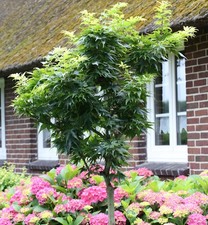 Hochstamm Fächerahorn Mikawa