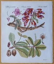 Bertuch Originaldruck Koloriert Botanik Schotia Terminalia - 1792