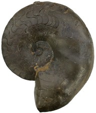 Trias  Discoceratites weyeri  Ausgezeichneter großer Ceratit  Lindach  KE37-1