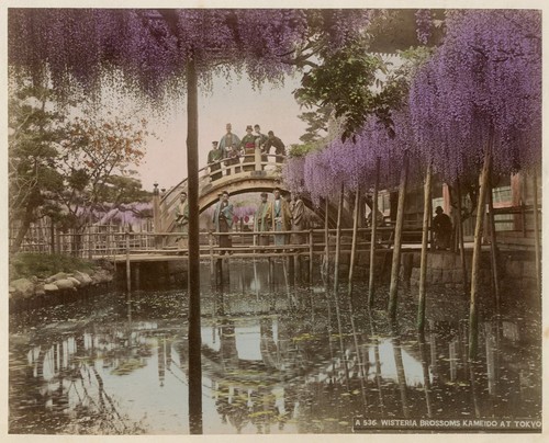 Albumen fotoalbum wisteria - fotoalbum,